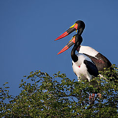 photo "Saddle-billed storks"