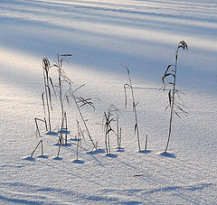 photo "Winter walk"