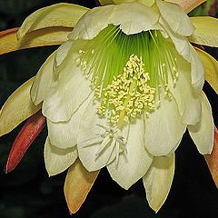 photo "Night Flowering Cactus."