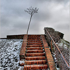 photo "tree-II"