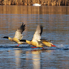 photo ""Mergus merganser"   Take Off.."