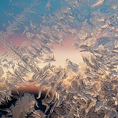 photo "sunrise and ice roses"