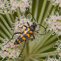 фото "Leptura quadrifasciata"