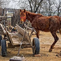 фото "Sad horse"