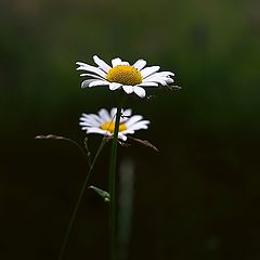 фото ""Daisy""