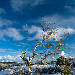 фото "Arctic ireland"