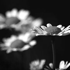 фото ""Daisy""