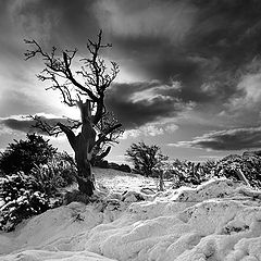 photo "Snowy Irish Hills"