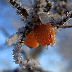 фото "облипиха"