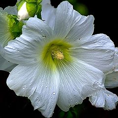 фото ""Hollyhock""