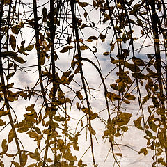 photo "***"
