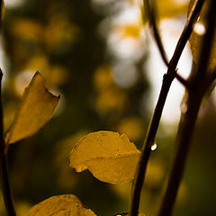 photo "***"