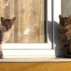 photo ""Aristocratic cats""
