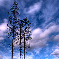 фото "Pine...."