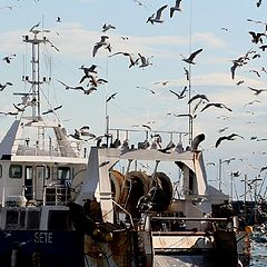 photo "seagulls and boats"