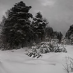 фото "И дика яблонька.."