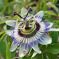 фото "Passiflora"