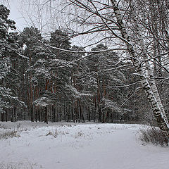 photo "Winter landscape"