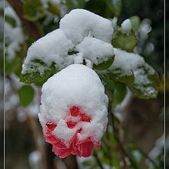 фото "Зимняя роза"