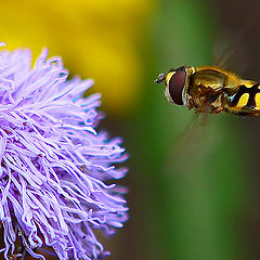 фото "BZZZzzz..."