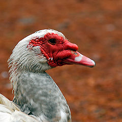 photo "red mask"