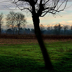 photo "Green and nature"