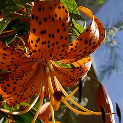 photo "Favorite flower tiger"