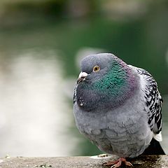 photo "Winter pigeon..."