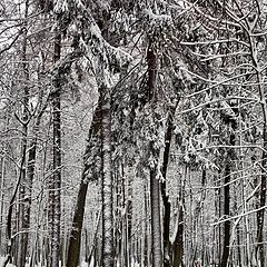 фото "30 декабря"