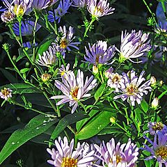 photo "heavenly light on the daisies"