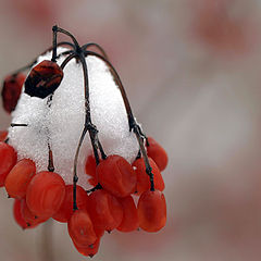 photo "White Berries"