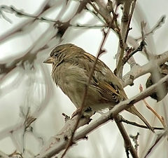 photo "Happy New Year, the sparrow!"