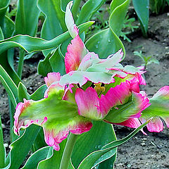 photo "The tousled tulip"