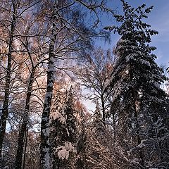 фото "Луч света в Царстве Берендея"