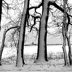 photo "Trees in Winter /"