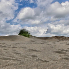 фото "In Dunes"