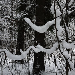 фото "Снежные змеи"