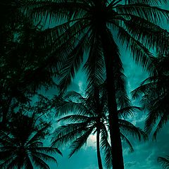 фото "Вечер. Пальмы."