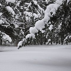 фото "По самые карманы."