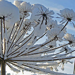 photo "Dandelion"