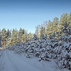 фото "Немного зимней зелени"