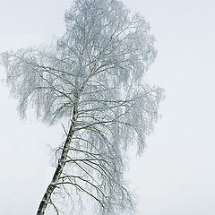 фото "Времена года: зима"