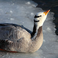 photo "Goose dreams"
