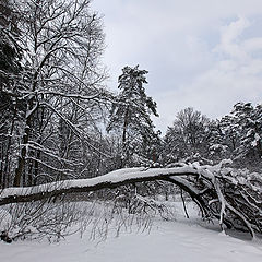 photo "Winter losses"