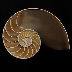 фото "Chambered Nautilus"