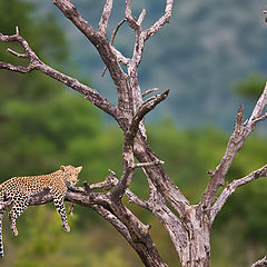 photo "Leopard"