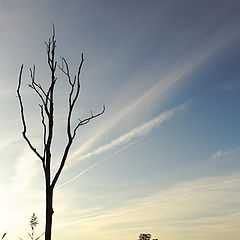 photo "Lonely Tree"