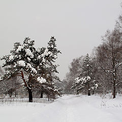 фото "О зиме."