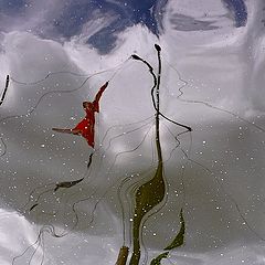 photo "flag in the water"