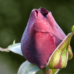 photo "Just a Rose"